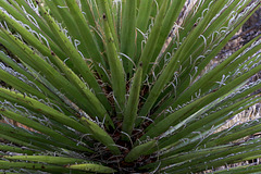 Iced Yucca