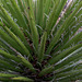 Iced Yucca