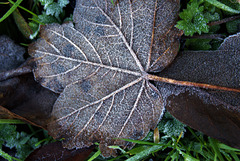 Frosty Leaves