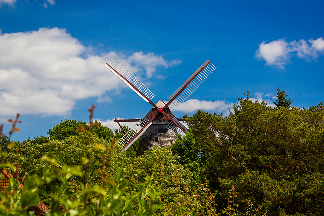 2015-06.07. - Eystrup- Windmuehle Margarethe von 1861 guckt ueber die Baumkronen