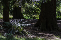 Queen Elizabeth Park (© Buelipix)