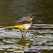 Grey wagtail