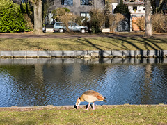 Gans schön sonnig!