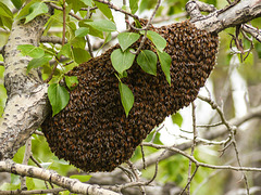 Large Bee colony