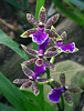 Calanthe