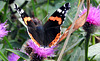 Red Admiral