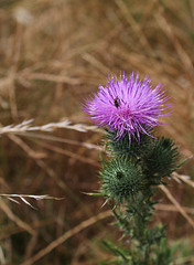 Thistle