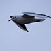 Seagull flight shots (16)