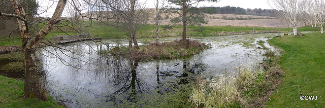 Pond full again...the watertable must have recovered.