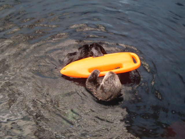 Otter - time to play.