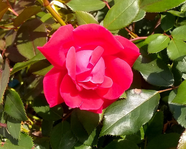 September rose