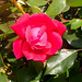 September rose