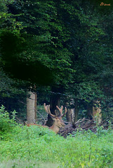 Cerf avec son velours