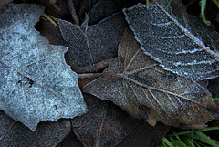 Frosty Leaves