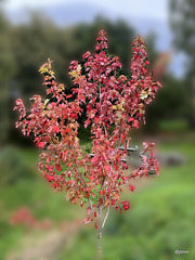 Pond Maple autumn colours