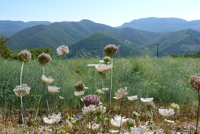 Les Cévennes