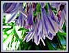 Agapanthus