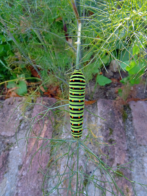 Caterpillar of Papilio machaon on Fennel