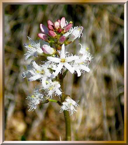 Fieberklee oder Bitterklee (Menyanthes trifoliata). ©UdoSm