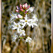 Fieberklee oder Bitterklee (Menyanthes trifoliata). ©UdoSm