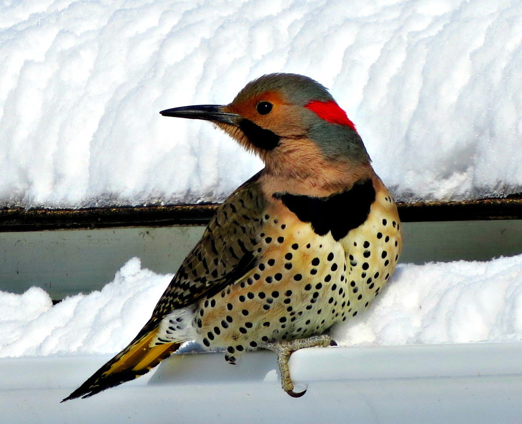 Winter bird: Northern Flicker (Colaptes auratus)