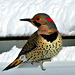 Winter bird: Northern Flicker (Colaptes auratus)