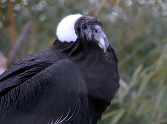 Condor des Andes . Sans un poil sur le ciboulot , la chapka lui sied à ravir .