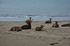 Indonesia, Deer on the Beach on the Island of Komodo