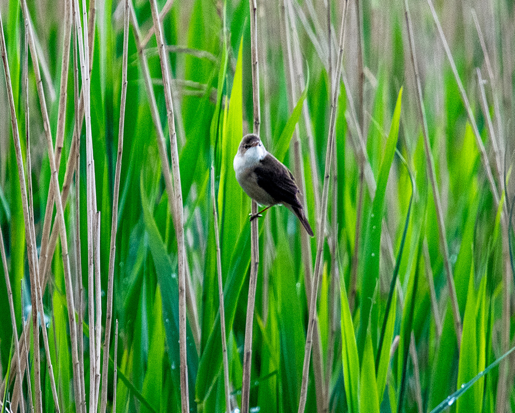 Reed warbler