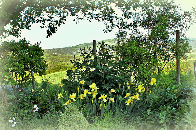 Coin de jardin aux iris jaunes