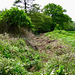 Penn Brook flowing towards Aspen Coppice