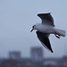 Seagull flight shots (17)