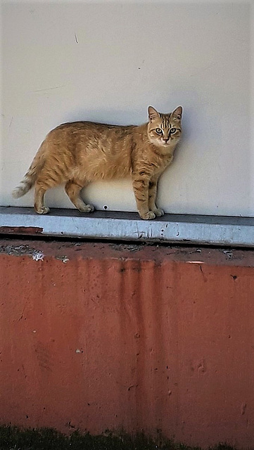 Cat who lives by the street