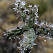 Iced Cactus