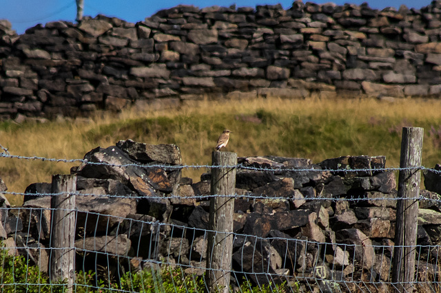 Wheatear at Matley Moor