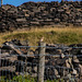 Wheatear at Matley Moor