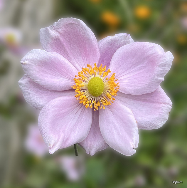 Anenome Sylvestris