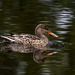 Shoveler duck