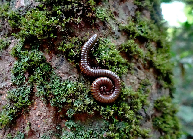 Mon premier scolopendre / my 1st centipede !