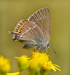Ein brauner Bläuling - A brown blue