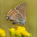 Ein brauner Bläuling - A brown blue