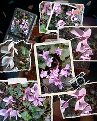 Bon week-end , avec un collage de photos de cyclamens .