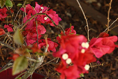 300/365 2025 foreground bokeh 300/365 2025 foreground bokeh