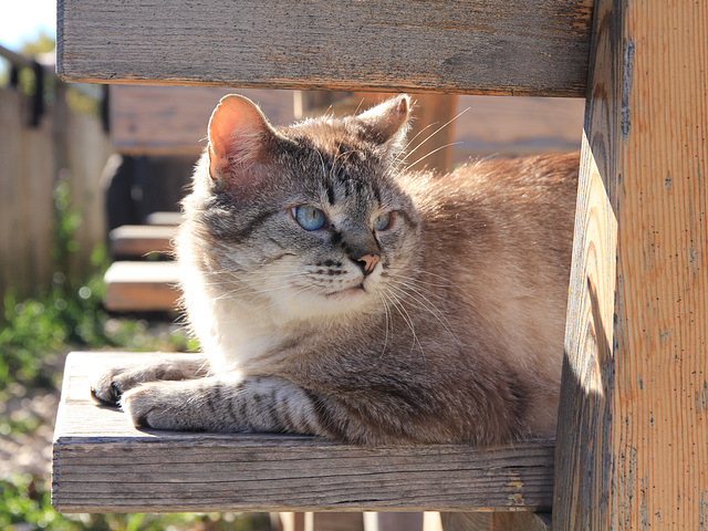 Relaxing auf der Sonnenbank (PIP)