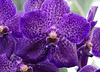 Vanda caerulea hybrid