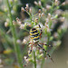 Wespenspinne (Argiope bruennichi)