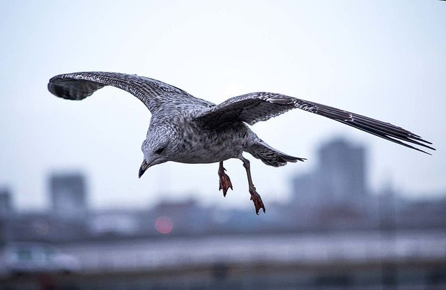 Seagull flight shots