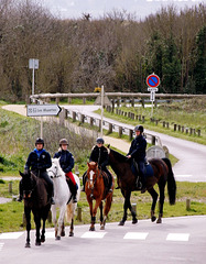 le bonheur de nos amis les chevaux