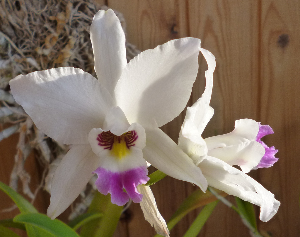 Laelia anceps 'Portrait'