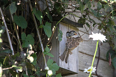 Sparrow Feeding